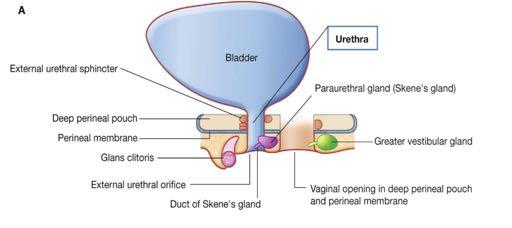 orifices Urethra in Females Short (~4cm long) Passes through the pelvic floor and perineal membrane Traverse pelvic floor and reaches the exterior