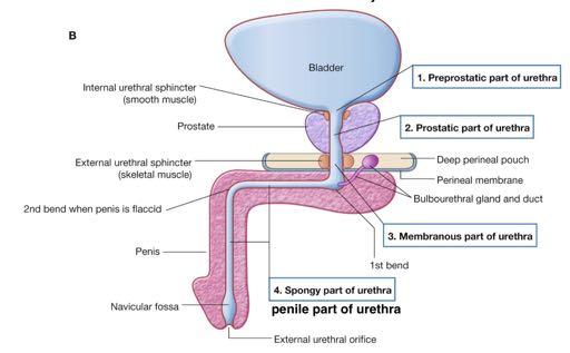 Urethra in Males Long (~20cm long) Divided into 4 parts: 1. Preprostatic part of urethra: very short and leads into prostate 2.