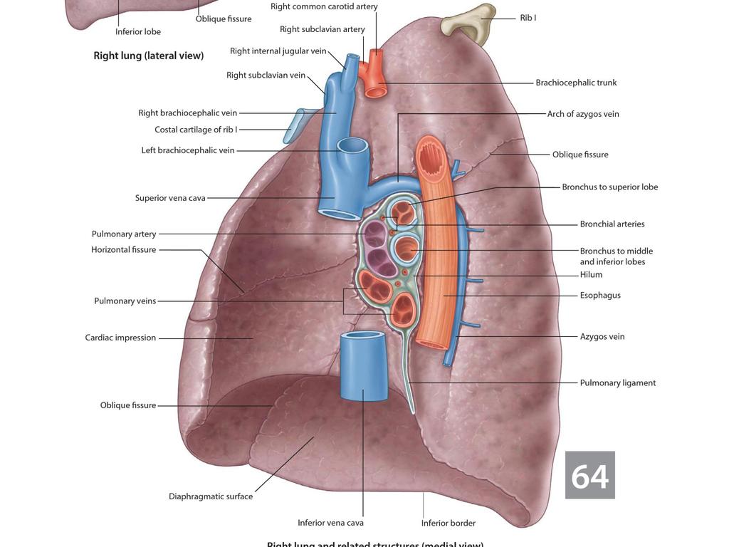 On the apex of the lung we have the esophagus posteriorly and the trachea anteriorly The R.