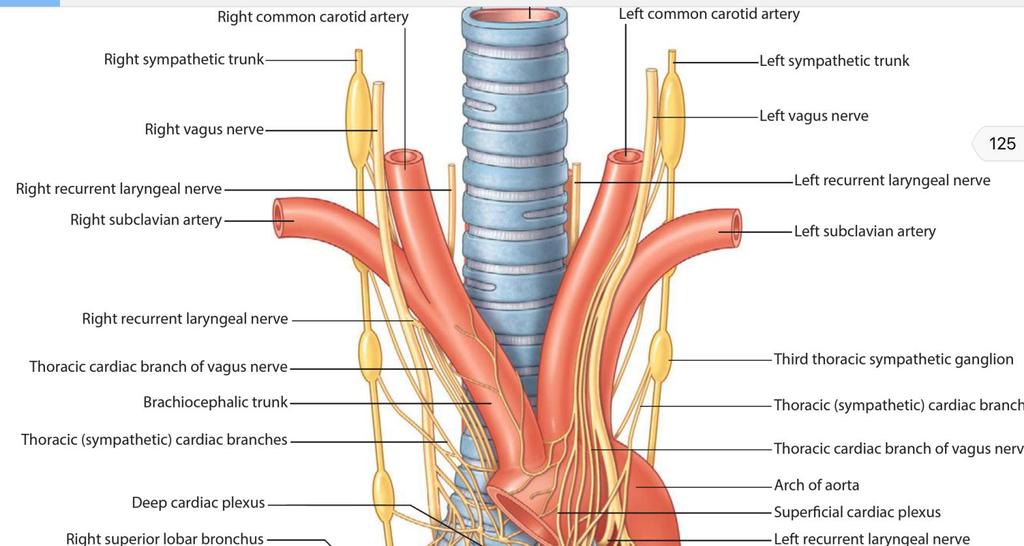 The recurrent laryngeal nerves: Remember in the thorax the L. recurrent laryngeal nerve originate from the vagus nerve around the arch of aorta While the R.