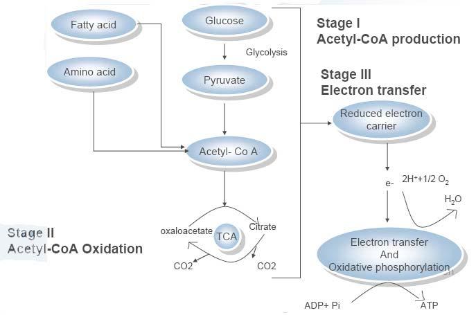 glycolysis (D) acetyl-coa production acetyl-coa oxidation TCA cycle (E) acetyl-coa production acetyl-coa oxidation electron transfer No, this is not the correct sequence. B.