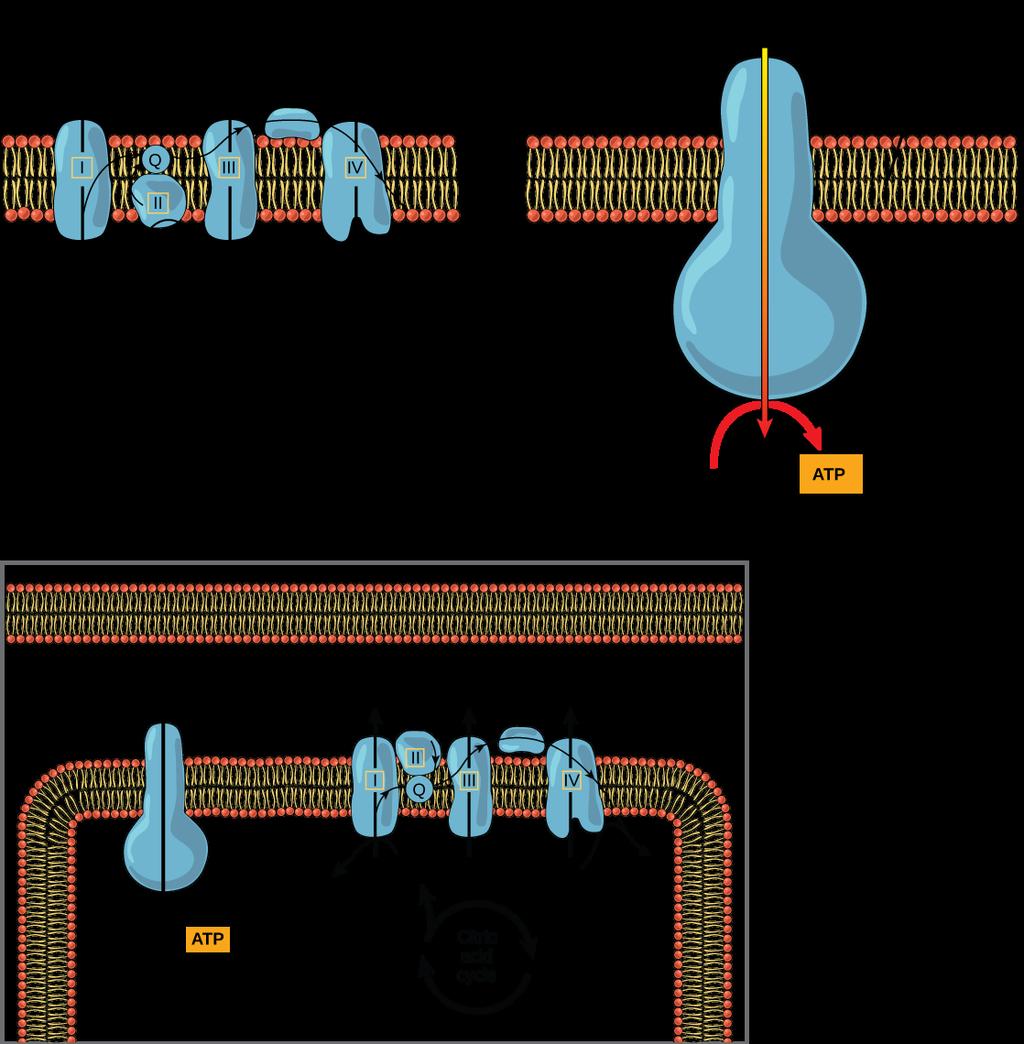 (a) The electron transport chain is a set of molecules that supports a series of oxidation-reduction reactions.