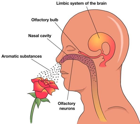 have a direct link to the limbic system by way of the olfactory