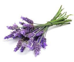 Lavender Lavender Widely used for its calming and relaxing qualities Aids restful sleep Soothes skin irritations bites stings burns itchiness Eases muscle tension Calming for the emotions Great in