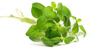 powerful force Oregano is HOT oil and needs to be used in conjunction with carrier oil.
