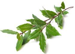 Peppermint Eucalyptus Cardamom Laurel Leaf
