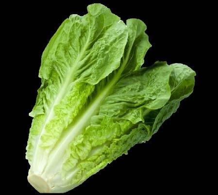 to cover all types of romaine lettuce from the