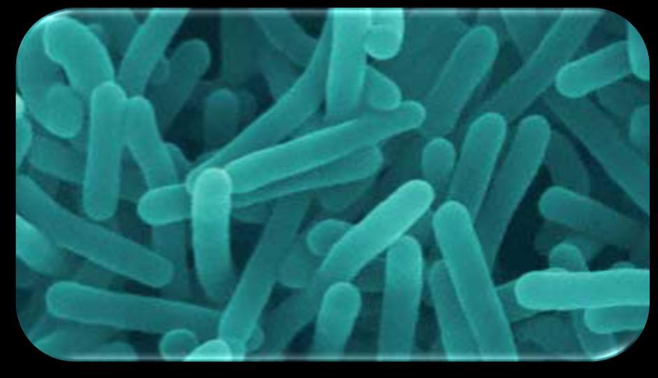 About Foodborne Illness: Listeria monocytogenes Foodborne Illness in Older Adults Campylobacter E.