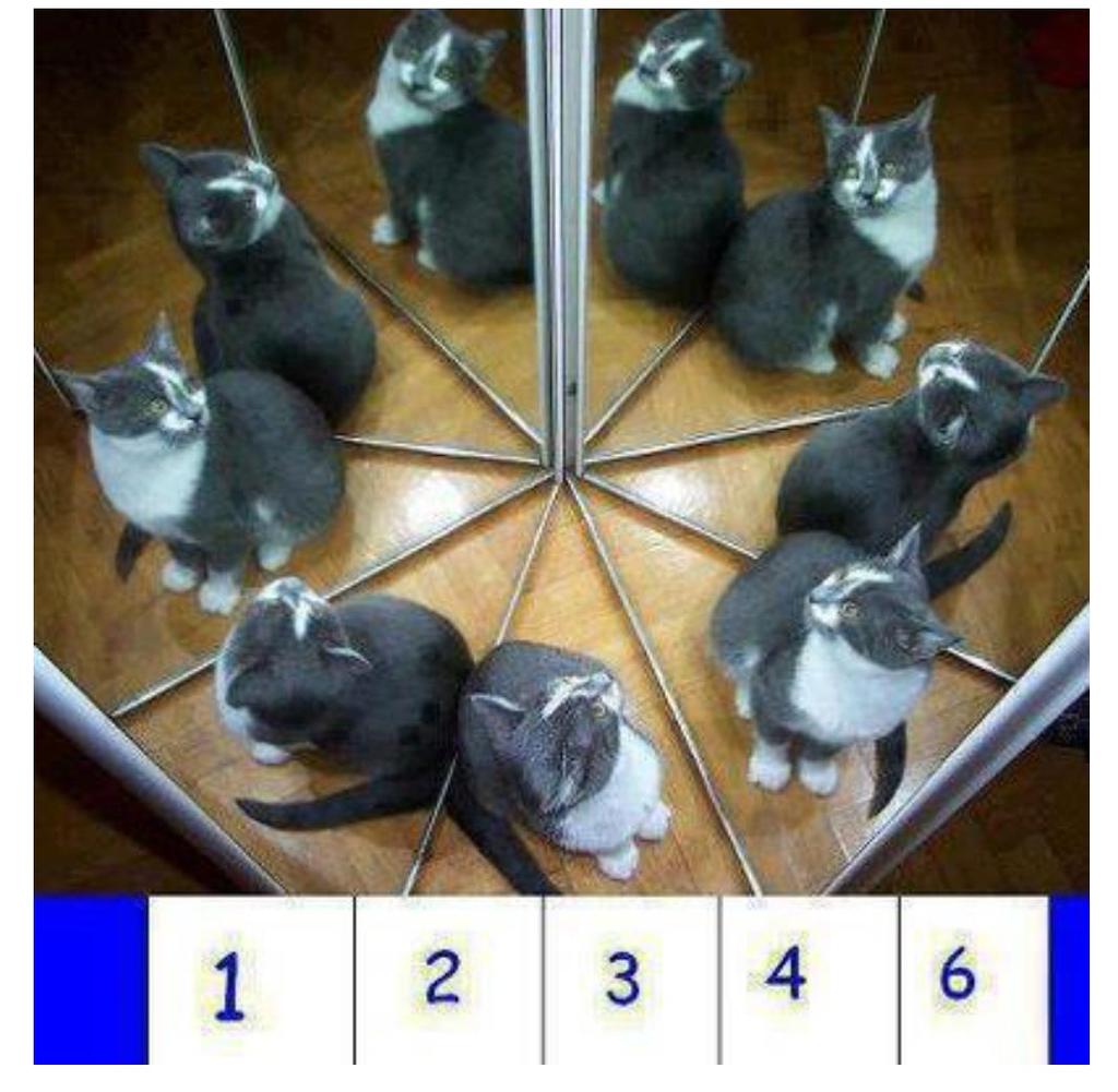 How many cats