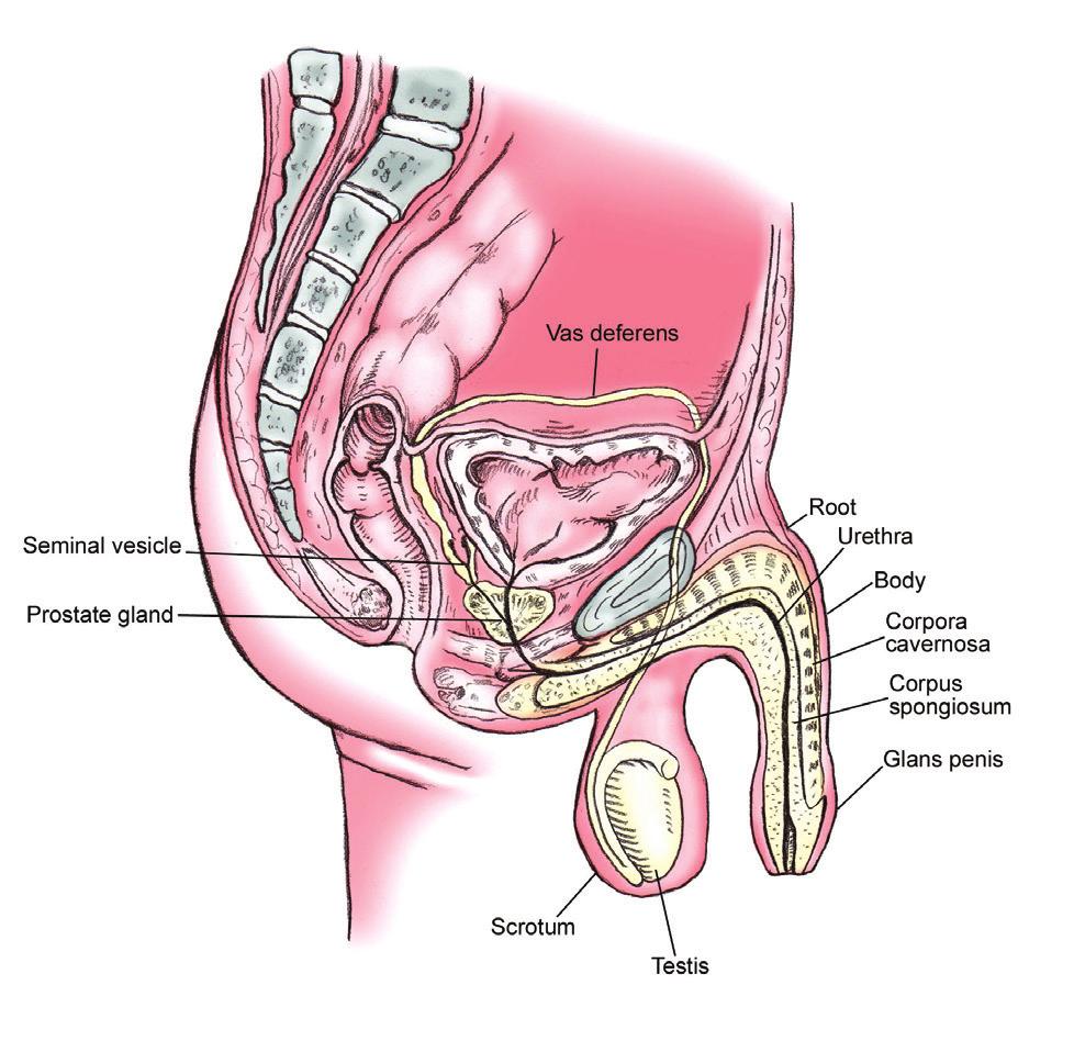What is the prostate? The prostate gland, found only in males, produces a fluid that nourishes sperm. The normal adult prostate is about the size of a walnut.
