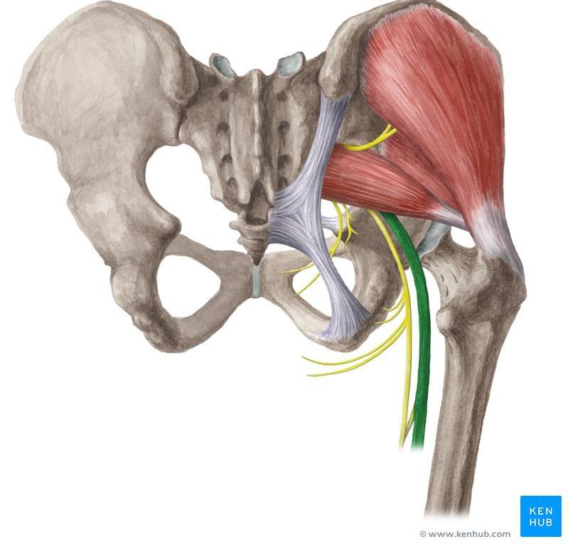 Sciatic nerve A branch of the sacral plexus (L4 L5 S1 S2 S3) Emerges from the pelvis through the greater