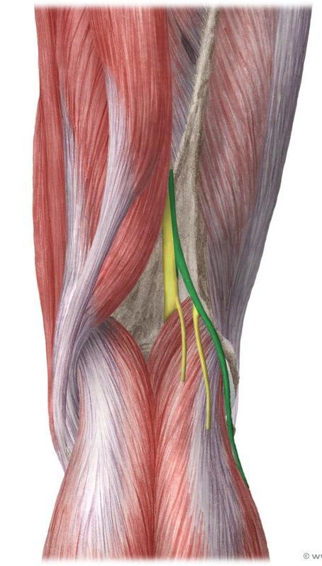 fibular nerves bound together with fascia.