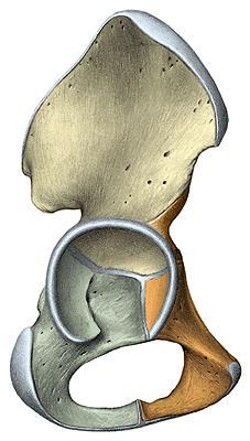 The hip bone the acetabulum cup shape cavity articulates with the head of femur it s names from Roman vinegar cup, it is called acetabulum Until puberty