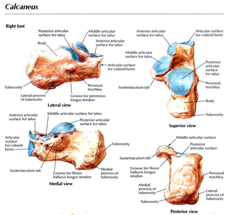 Calcaneus Largest-strongest 6 surfaces Sup :joins talus Inf :calcaneal tuber