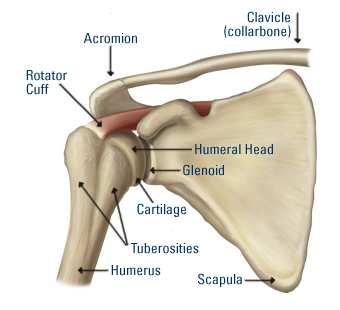 The rotator cuff may be affected by degenerative disease and injury leading to the development of pain, limitation of movements, difficulty with everyday tasks such as reaching or dressing and