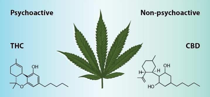 What are Cannabinoids? Cannabinoids: (kuh-nab-uh-noids) A group of compounds found in cannabis flower.