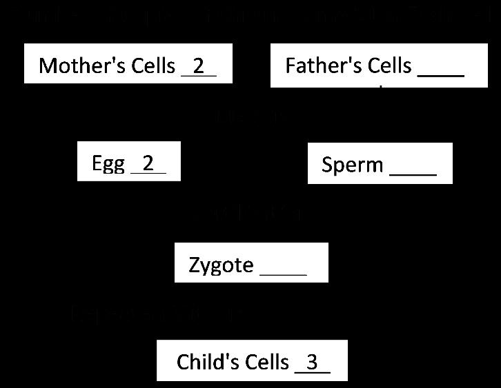 Down syndrome is caused by three copies of chromosome 21 in each cell. This chart shows one way that two normal parents can have a child with Down syndrome.