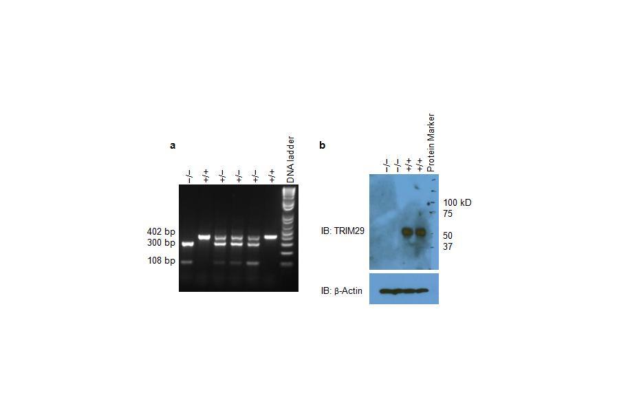Supplementary Figure 1 Trim29 gene-targeting strategy. (a) Genotyping of wildtype mice (+/+), Trim29 heterozygous mice (+/ ) and homozygous mice ( / ).