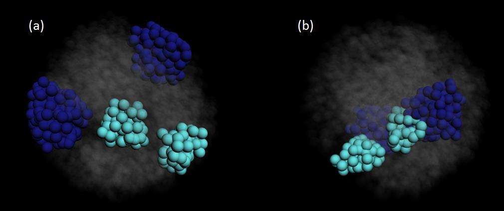 Figure 12. Visualization of contacts for two computer models of nuclear 3D organization. (a) model 1. (b). Colored balls represent 1 Mbp chromosomal domains.