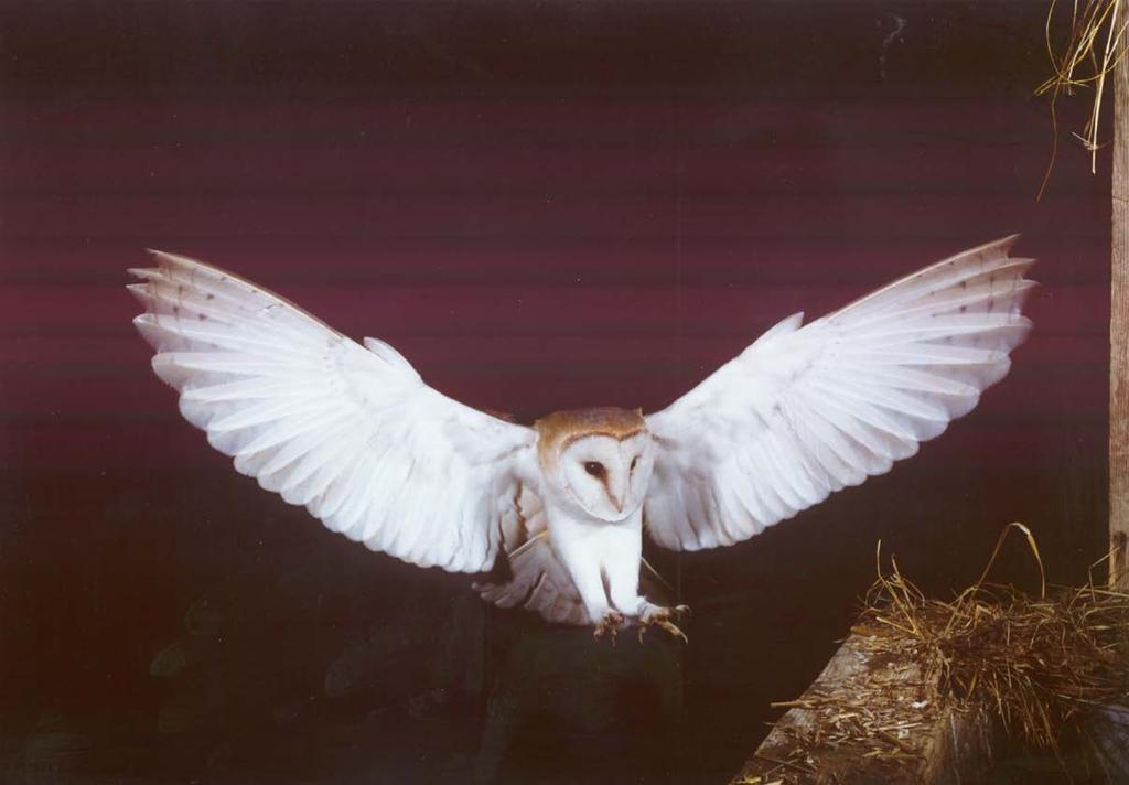 Precision of sound localization in barn owls may