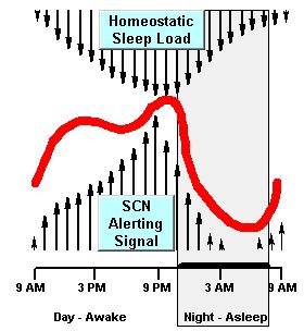 Sleep homeostasis Sleep homeostat accumulation and dissipation of sleep pressure (adenosine = neuromodulator) Propensity to be awake (aroused, alert) Ability to stay awake: Duration of prior