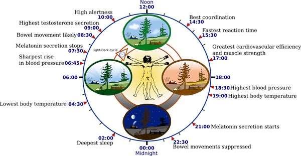 Circadian physiologic alterations Lowest pain sensitivity Reduced daytime alertness Max.