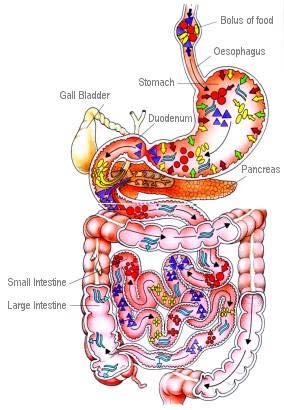 Digestion and absorption (I) Jane Chao 1 Gastrointestinal
