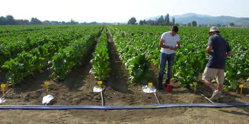 MULTIPLEX 3 AND TOBACCO (FORCE-A, FRANCE) Field calibration