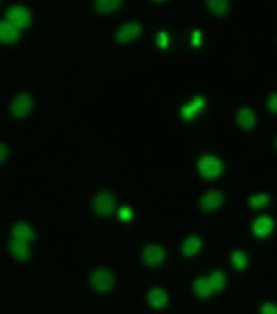 Fluorescent micrographs of RAW 264.