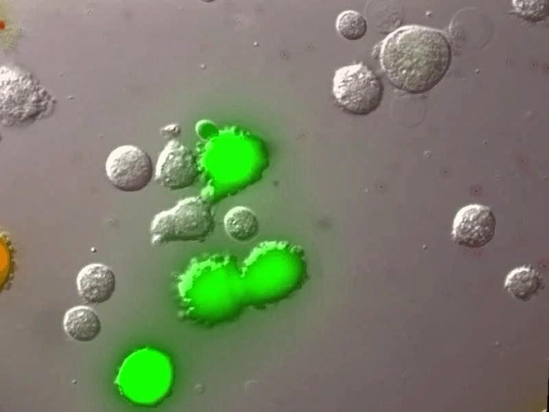 cells (green)
