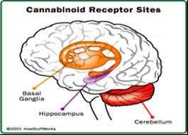MARIJUANA EFFECTS CNS effects via cannabinoid receptor type 1 Euphoria high Anxiety, paranoia, fear or panic High potency (THC content) increasing 1990 4% 2014 12% (some