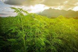 Africa Europe The Americas 500 BC herbal medicine Asia 800 AD hashish Middle East & Asia LEGAL STATUS OF MARIJUANA IN THE UNITED STATES 16 th century cannabis cultivation