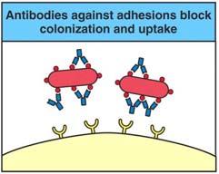 to attach to a surface to initiate an infection Antibodies can prevent attachment of bacteria to cell