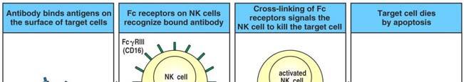 Antibody dependent cell-mediated