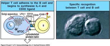 direction of the B cell so there is little bystander effect on