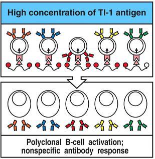 Properties of thymus-dependent and thymus-independent antigens B cell response to TI-1 antigens BCR signaling Cytokines Classic Required (from Th) Use the BCR as a focusing component