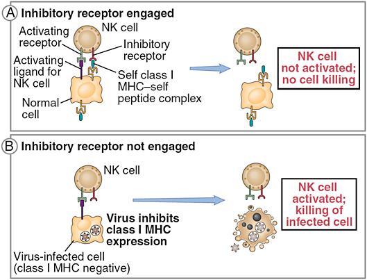Innate response to virus infection and altered self Infected or altered self