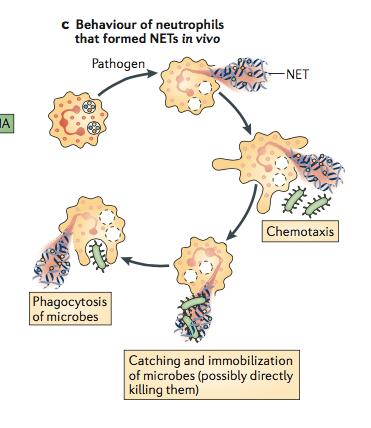 Mechanisms of Neutrophil Killing 3.