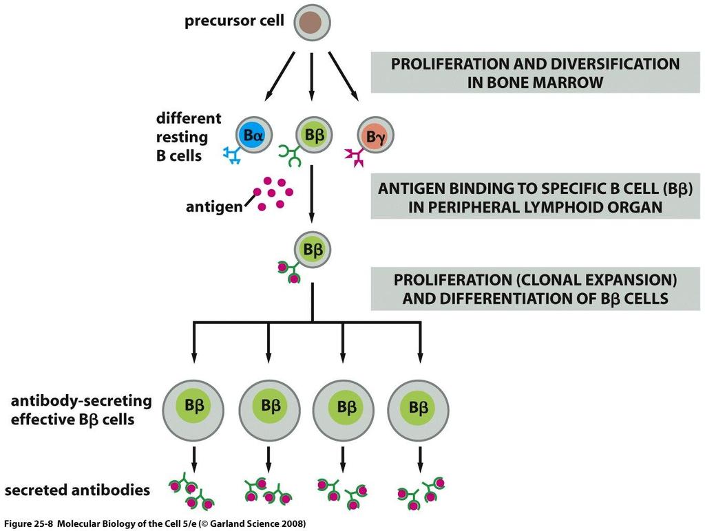 Adaptive immunity B cell development and humoral immunity Primary (Central)