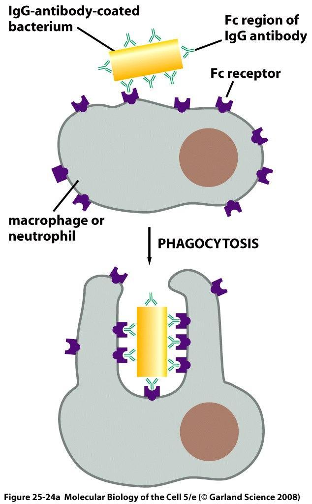 phagocytosis by