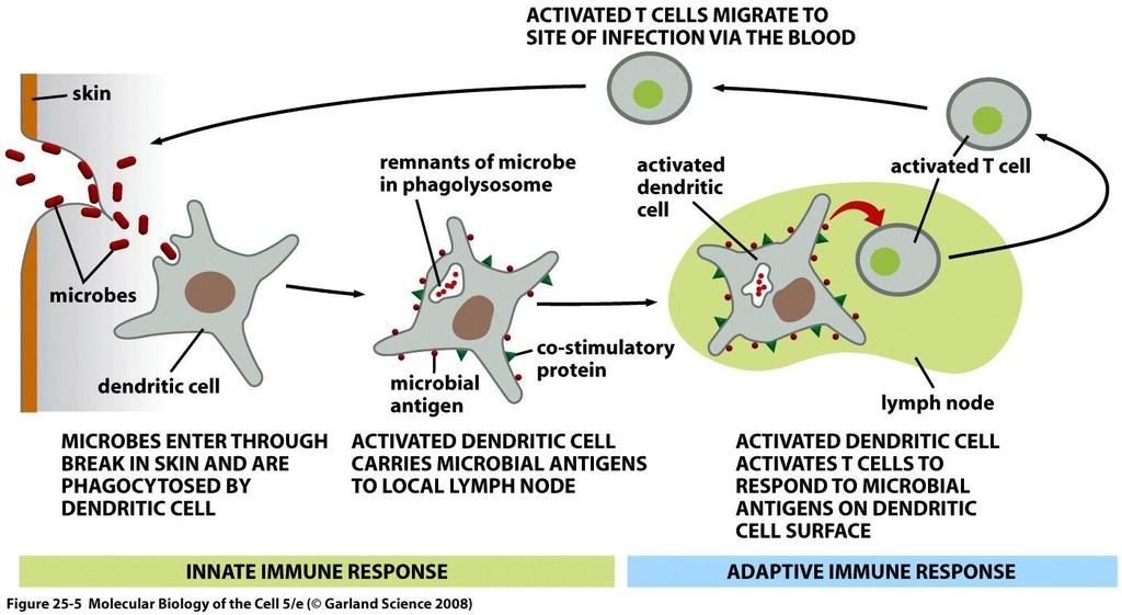 T cell recognition &