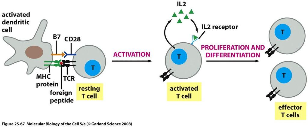 T cell activation &