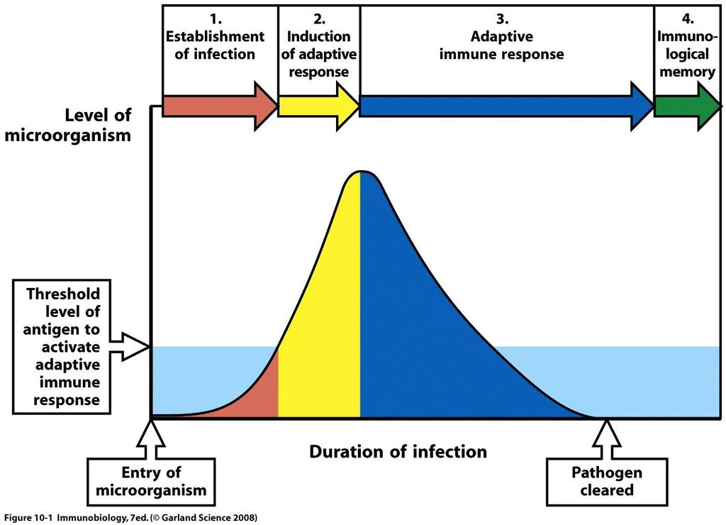 Persistent infection Host-pathogen