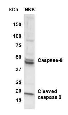 Images Western Blot: Caspase-8 Antibody - (active/cleaved) [NB100-56116] - Analysis of active/cleaved Caspase 8 in NRK whole cell lysate using anti-active/cleaved Caspase 8