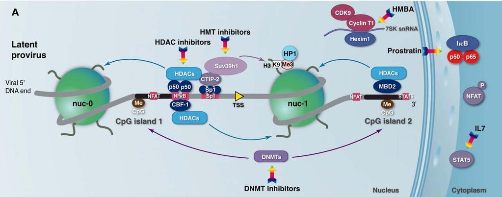 HMTi EZH2 inhibitors PKC activators Prostratin