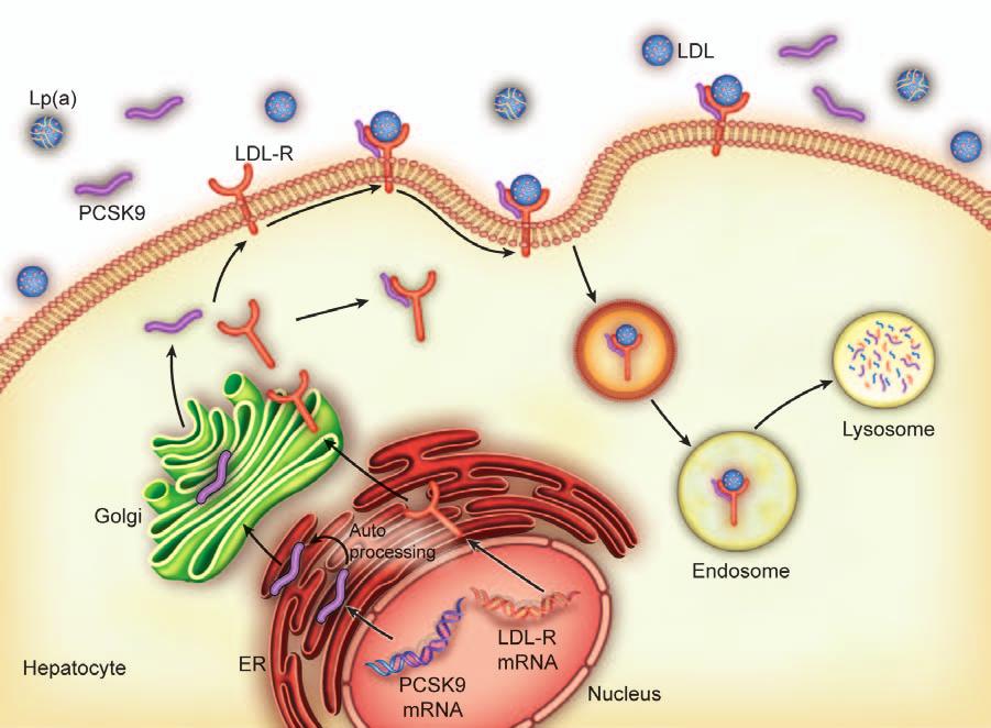 1650 Circulation October 27, 2015 LDL-Rs and promotes their lysosomal degradation 43, thereby preventing receptor recycling to the cell surface.