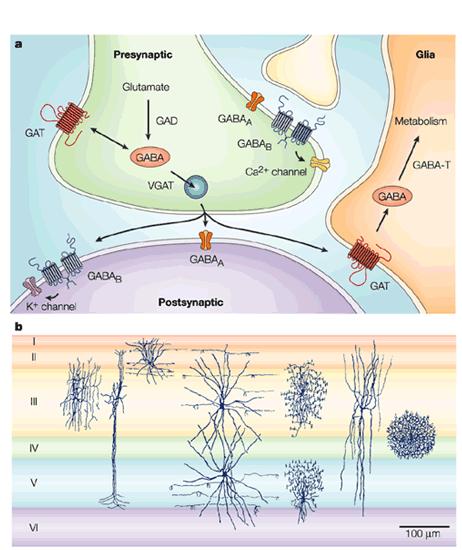 GABA and glutamate synapses show many of the same functions In most regions of the CNS