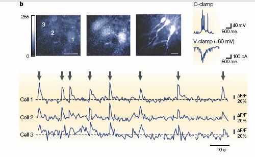Giant Depolarizing Potentials: Calcium Imaging of Single neurons loaded