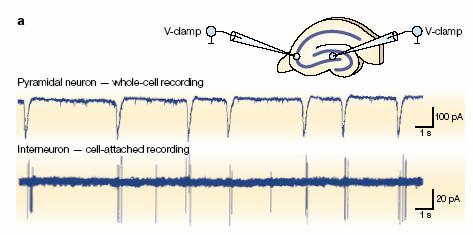 Electrophysiological recording of coordinate effects of Giant Depolarizing Potentials