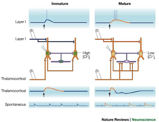 Several factors change the function of cortical circuitry during maturation. Layer I afferents arise from outside of the cortex and many are withdrawn in the early neonate period in rodents.